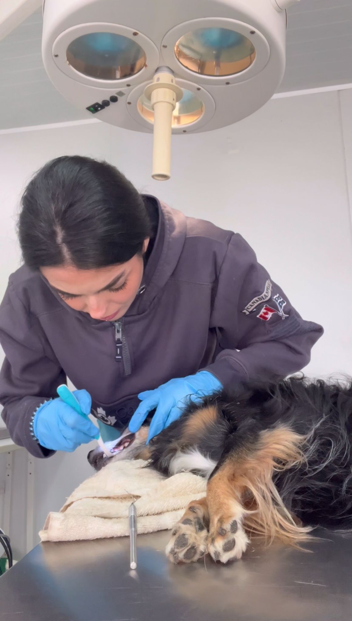 Asistencia clínica veterinaria durante la revisión bucodental de un perro.