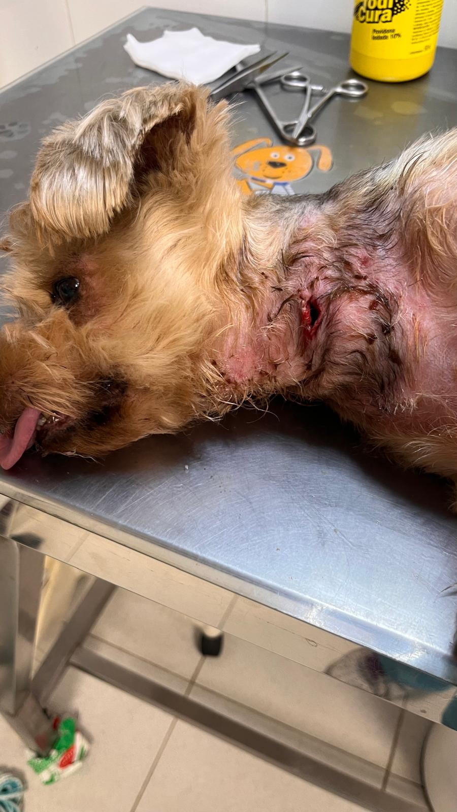 Atención veterinaria de una lesión dermatológica en un perro.