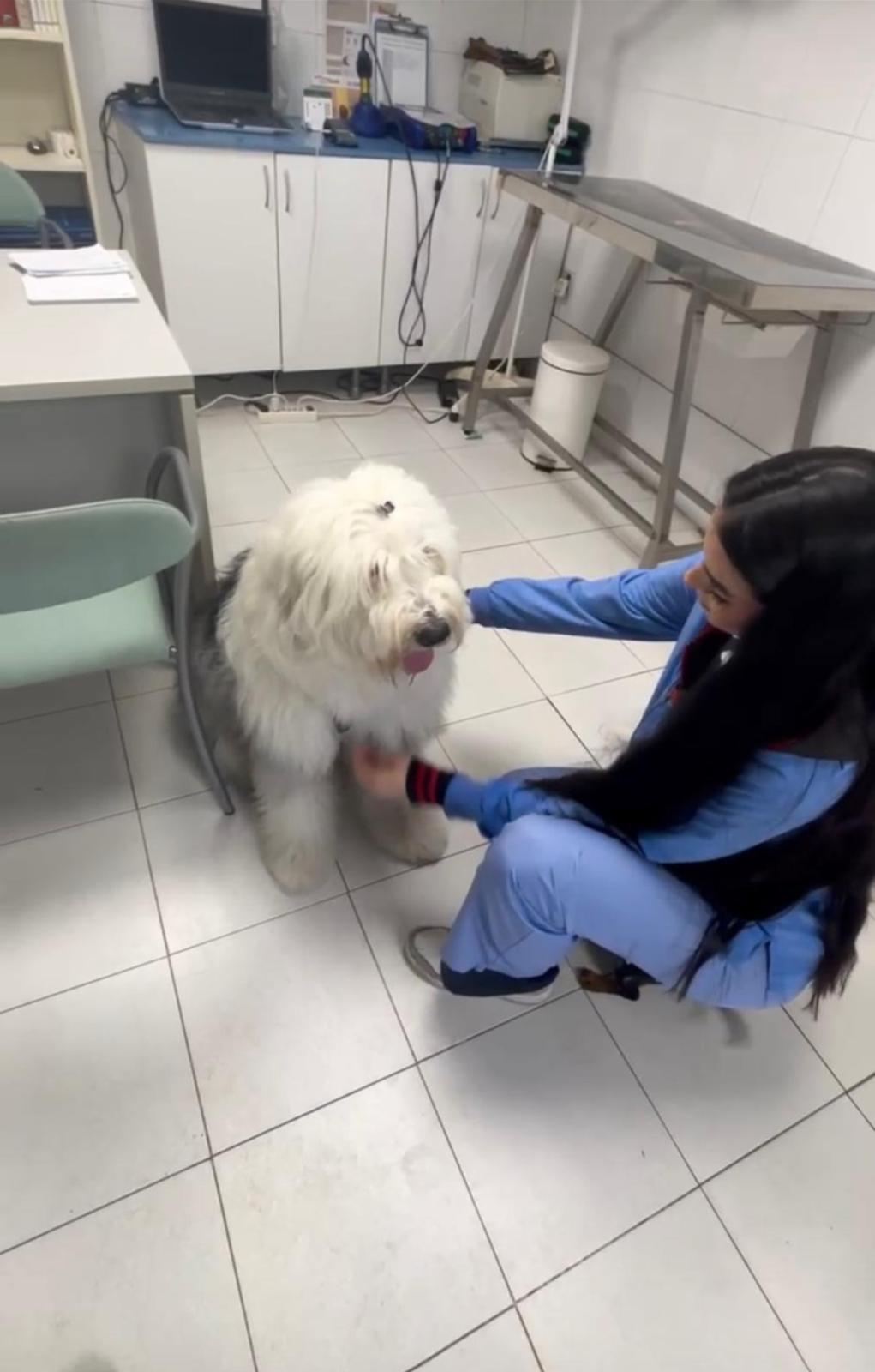 Auxiliar veterinaria acompañando a un perro durante una consulta.
