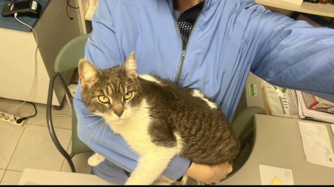 Paciente felino sostenido con cuidado en un entorno clínico veterinario.