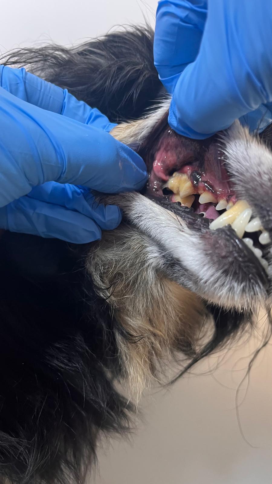 Revisión de encías y dientes de un perro durante una exploración veterinaria.