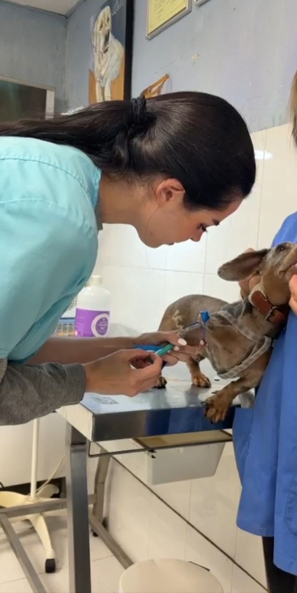 Administración de tratamiento a un perro pequeño en una mesa de consulta veterinaria.